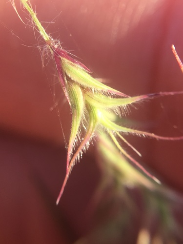 Ectrosia gulliveri · iNaturalist