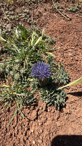 Carthamus pinnatus
