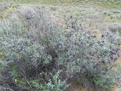 Ammodendron bifolium