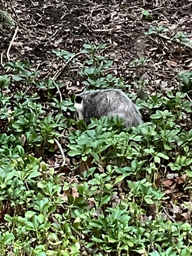 Virginia Opossum observed by gyrrlfalcon