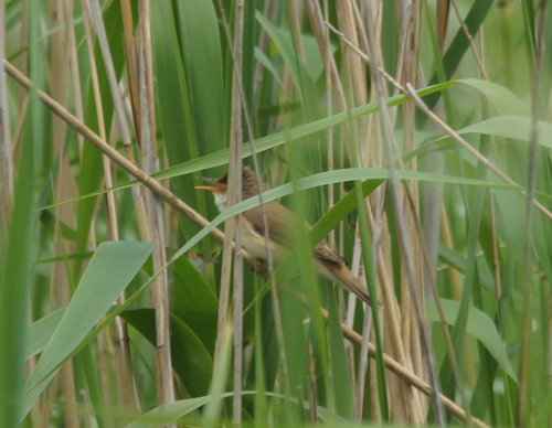 Marsh Warbler (Acrocephalus palustris), photo 4