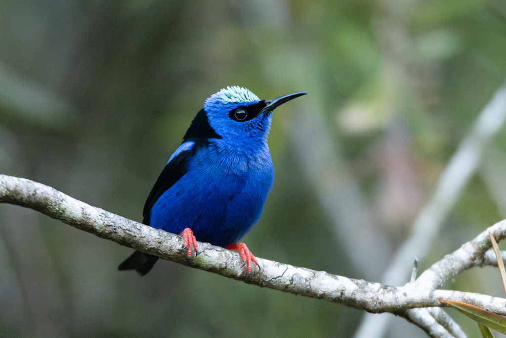 Red-legged Honeycreeper (Cyanerpes cyaneus)