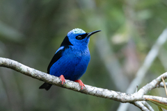 Red-Legged Honeycreeper photo 2