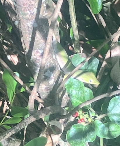 Green Anole observed by housecentipede