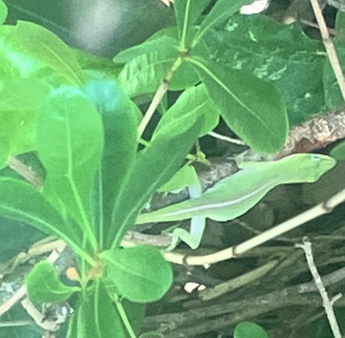 Green Anole observed by housecentipede