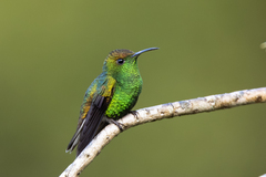 Coppery-Headed Emerald photo 1