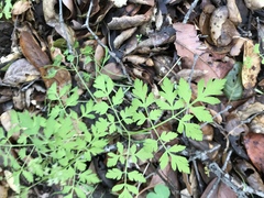 Osmorhiza brachypoda