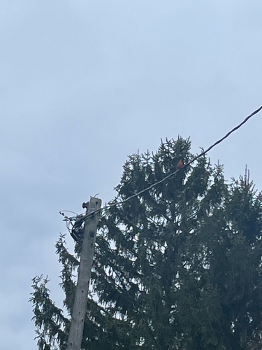 Northern Cardinal observed by someguyontheinternet