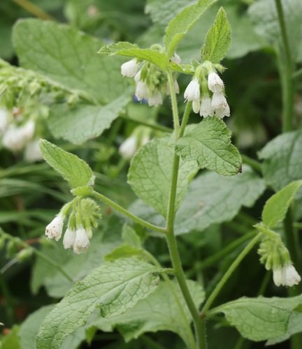 Symphytum orientale, photograph 1