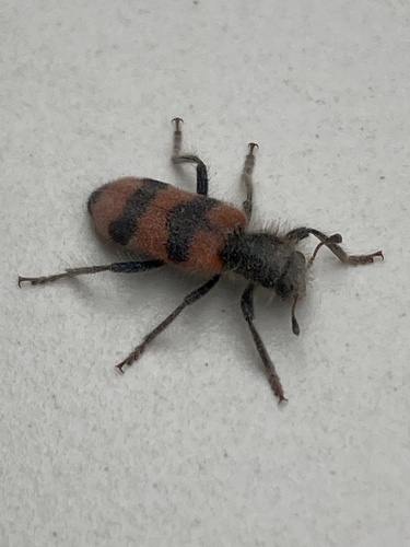 Bee-eating Beetle