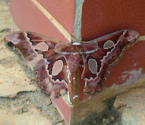 Rothschildia prionia