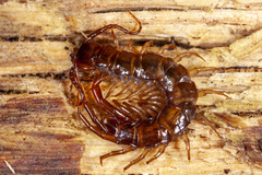 Bothropolys multidentatus