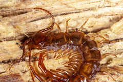 Bothropolys multidentatus