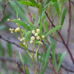 Acacia uncifolia