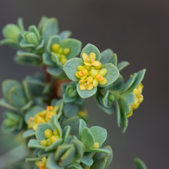 Pimelea serpyllifolia serpyllifolia