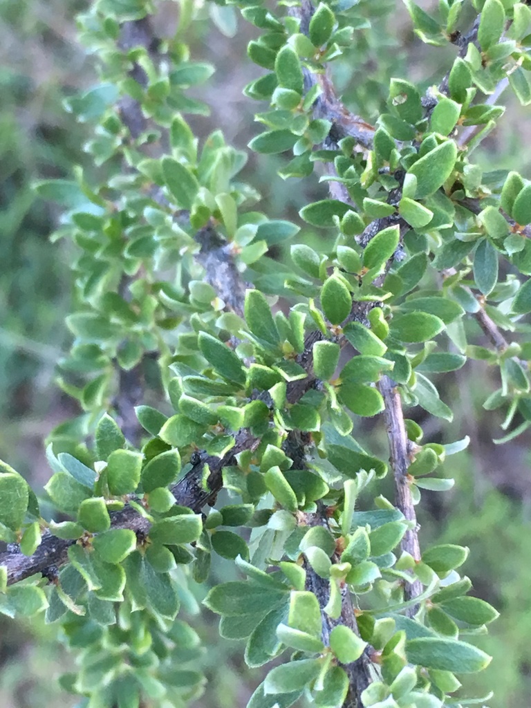 Macropteranthes