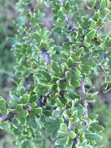 Macropteranthes