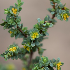 Pimelea serpyllifolia serpyllifolia