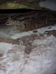 Thecadactylus solimoensis