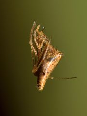 Rhomphaea urquharti