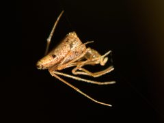 Rhomphaea urquharti