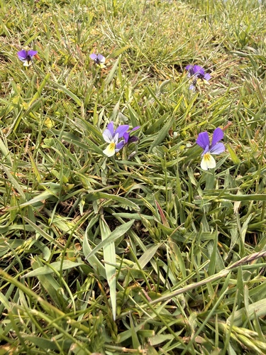 Wild Pansy