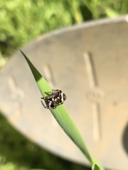 Metaphidippus manni