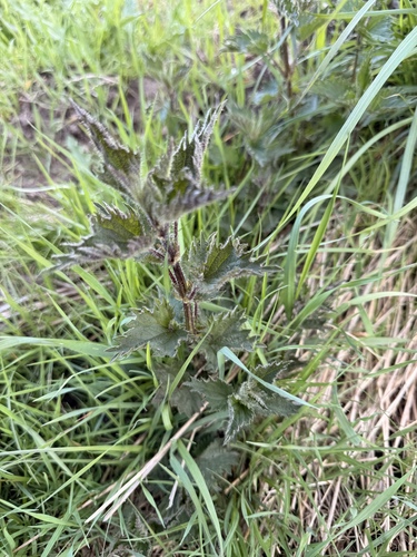 great stinging nettle