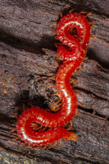 Strigamia bothriopus