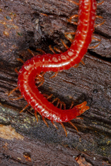 Strigamia bothriopus