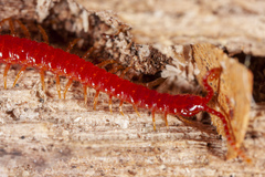 Strigamia bothriopus