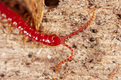 Strigamia bothriopus