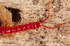 Strigamia bothriopus