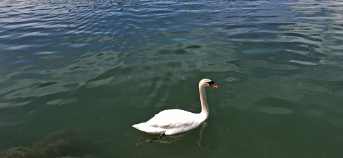 Cygne tuberculé observed by jeremy_petex