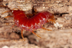 Strigamia bothriopus