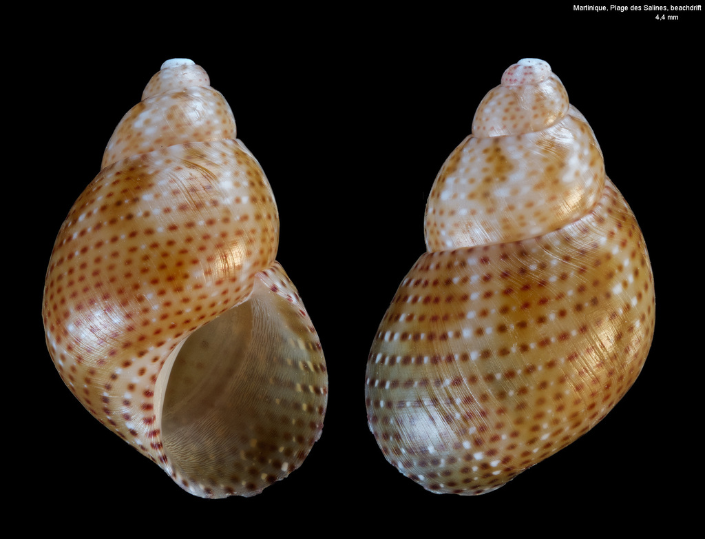 Eulithidium affine