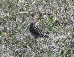 Spizella passerina passerina