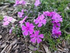 Phlox subulata