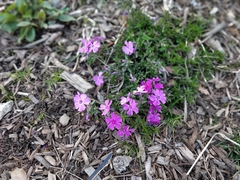 Phlox subulata