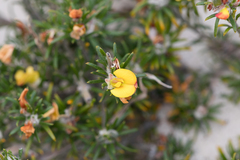 Phyllota pleurandroides