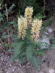 Sophora alopecuroides