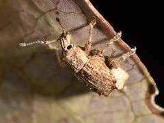 Chalepistes costifer