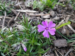 Phlox subulata