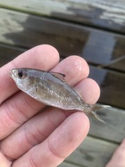 Eucinostomus harengulus