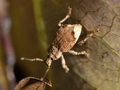 Chalepistes costifer