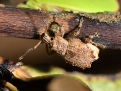 Chalepistes costifer