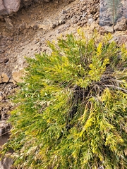 Bethencourtia palmensis, photograph (c) Ismael Medina Rodríguez, some rights reserved (CC BY)