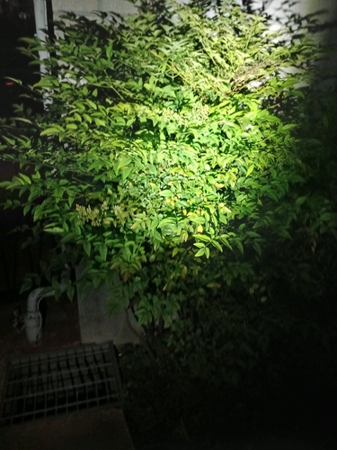 Heavenly bamboo