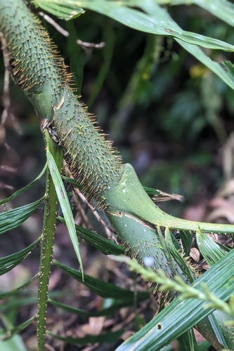 Calamus formosanus, photograph 5