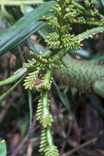 Calamus formosanus, photograph 6